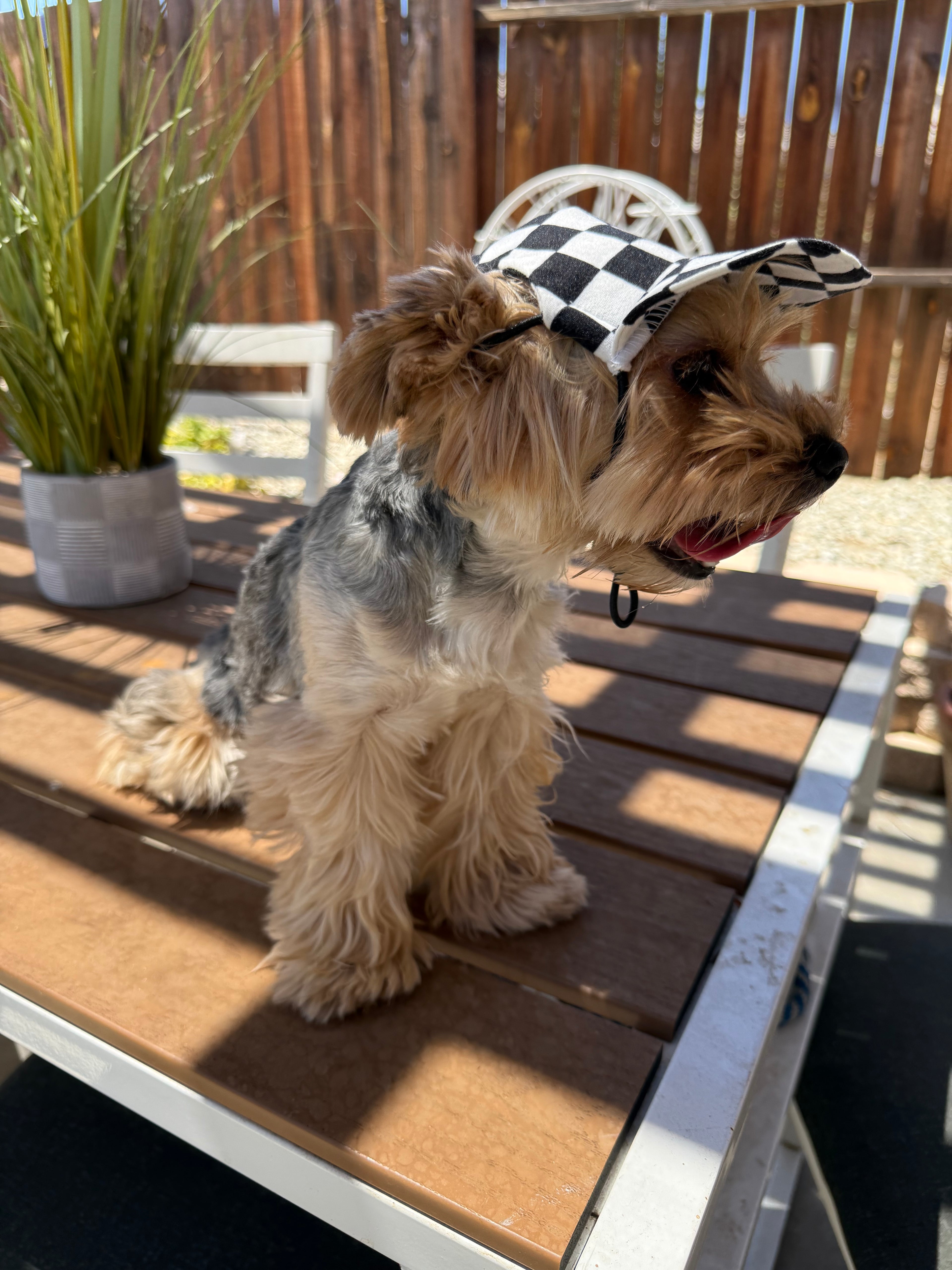 Dog hat checkered
